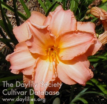Daylily All in All